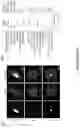 Fig. 14 - METHODS AND ASSAYS FOR MODULATING GENE TRANSCRIPTION BY MODULATING CONDENSATES