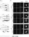 Fig. 15 - METHODS AND ASSAYS FOR MODULATING GENE TRANSCRIPTION BY MODULATING CONDENSATES