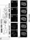Fig. 20 - METHODS AND ASSAYS FOR MODULATING GENE TRANSCRIPTION BY MODULATING CONDENSATES