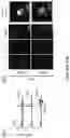 Fig. 23 - METHODS AND ASSAYS FOR MODULATING GENE TRANSCRIPTION BY MODULATING CONDENSATES