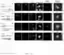 Fig. 27 - METHODS AND ASSAYS FOR MODULATING GENE TRANSCRIPTION BY MODULATING CONDENSATES