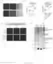 Fig. 37 - METHODS AND ASSAYS FOR MODULATING GENE TRANSCRIPTION BY MODULATING CONDENSATES