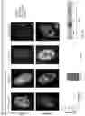 Fig. 46 - METHODS AND ASSAYS FOR MODULATING GENE TRANSCRIPTION BY MODULATING CONDENSATES