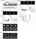 Fig. 51 - METHODS AND ASSAYS FOR MODULATING GENE TRANSCRIPTION BY MODULATING CONDENSATES