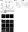 Fig. 52 - METHODS AND ASSAYS FOR MODULATING GENE TRANSCRIPTION BY MODULATING CONDENSATES