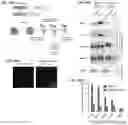 Fig. 53 - METHODS AND ASSAYS FOR MODULATING GENE TRANSCRIPTION BY MODULATING CONDENSATES