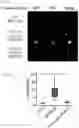 Fig. 65 - METHODS AND ASSAYS FOR MODULATING GENE TRANSCRIPTION BY MODULATING CONDENSATES
