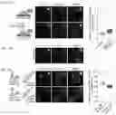 Fig. 67 - METHODS AND ASSAYS FOR MODULATING GENE TRANSCRIPTION BY MODULATING CONDENSATES
