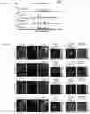 Fig. 69 - METHODS AND ASSAYS FOR MODULATING GENE TRANSCRIPTION BY MODULATING CONDENSATES