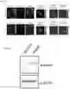 Fig. 70 - METHODS AND ASSAYS FOR MODULATING GENE TRANSCRIPTION BY MODULATING CONDENSATES