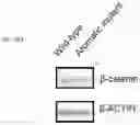 Fig. 72 - METHODS AND ASSAYS FOR MODULATING GENE TRANSCRIPTION BY MODULATING CONDENSATES