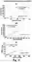 Fig. 12 - METHOD FOR DETECTING SARS-COV-2-SPECIFIC SERUM HUMAN IMMUNOGLOBULINS
