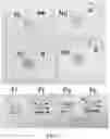Fig. 13 - METHODS, REAGENTS, AND SUBSTRATES FOR DETECTING TARGET ANALYTES