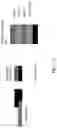Fig. 40 - METHODS, REAGENTS, AND SUBSTRATES FOR DETECTING TARGET ANALYTES