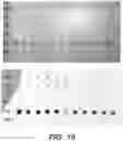 Fig. 21 - CHIPS, DETECTORS, AND METHODS OF MAKING AND USING THE SAME