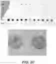 Fig. 22 - CHIPS, DETECTORS, AND METHODS OF MAKING AND USING THE SAME
