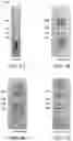 Fig. 06 - FLOW CONTROL LINES FOR LATERAL FLOW ASSAYS