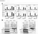 Fig. 07 - METHOD FOR DETERMINING PROGNOSIS OF CANCER