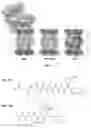Fig. 02 - METHOD AND COMPOSITION MATTER FOR IMMUNOPROTEASOME-MEDIATED DELIVERY INTO LIVING CELLS