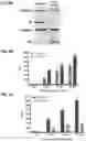 Fig. 10 - METHOD AND COMPOSITION MATTER FOR IMMUNOPROTEASOME-MEDIATED DELIVERY INTO LIVING CELLS
