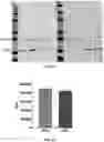 Fig. 14 - METHOD AND COMPOSITION MATTER FOR IMMUNOPROTEASOME-MEDIATED DELIVERY INTO LIVING CELLS