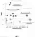 Fig. 09 - Urine metabolomics based method of detecting renal allograft injury