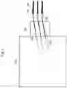 Fig. 02 - Interposer circuit
