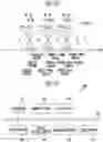 Fig. 10 - Memory system and operating method thereof
