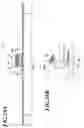 Fig. 14 - RFID TAG