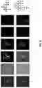 Fig. 08 - METHODS AND SYSTEMS FOR GENERATING UNCLONABLE OPTICAL TAGS
