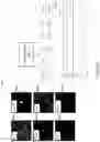 Fig. 14 - Techniques for determining tissue characteristics using multiplexed immunofluorescence imaging
