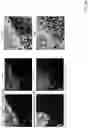 Fig. 25 - Techniques for determining tissue characteristics using multiplexed immunofluorescence imaging
