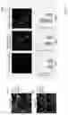 Fig. 35 - Techniques for determining tissue characteristics using multiplexed immunofluorescence imaging