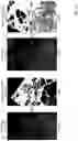 Fig. 37 - Techniques for determining tissue characteristics using multiplexed immunofluorescence imaging