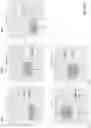 Fig. 49 - Techniques for determining tissue characteristics using multiplexed immunofluorescence imaging