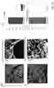 Fig. 50 - Techniques for determining tissue characteristics using multiplexed immunofluorescence imaging