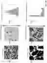 Fig. 51 - Techniques for determining tissue characteristics using multiplexed immunofluorescence imaging