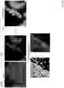 Fig. 58 - Techniques for determining tissue characteristics using multiplexed immunofluorescence imaging