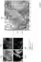 Fig. 61 - Techniques for determining tissue characteristics using multiplexed immunofluorescence imaging