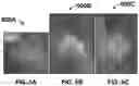 Fig. 10 - Probabilistic segmentation of volumetric images