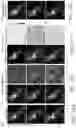 Fig. 18 - Volumetric microscopy methods and systems using recurrent neural networks