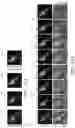 Fig. 24 - Volumetric microscopy methods and systems using recurrent neural networks