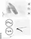 Fig. 36 - Computerized method and apparatus for determining accuracy of written characters and stroke order and compliance with rules and providing visual and audio feedback