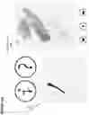 Fig. 38 - Computerized method and apparatus for determining accuracy of written characters and stroke order and compliance with rules and providing visual and audio feedback