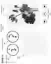 Fig. 41 - Computerized method and apparatus for determining accuracy of written characters and stroke order and compliance with rules and providing visual and audio feedback