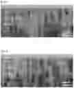 Fig. 04 - PERPENDICULAR MAGNETIC RECORDING MEDIUM
