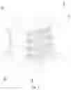 Fig. 02 - INDUCTOR FRAMEWORK, INDUCTANCE DEVICE AND LUMINAIRE