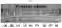 Fig. 04 - Perovskite solar cell and method for manufacturing same