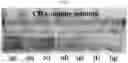 Fig. 07 - Perovskite solar cell and method for manufacturing same
