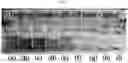 Fig. 08 - Perovskite solar cell and method for manufacturing same